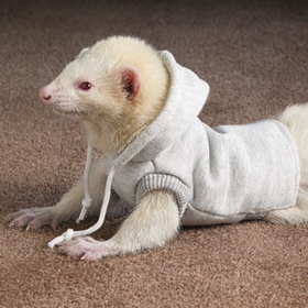 Clothing for Ferrets: Marshall Ferret Sweatshirt at Drs. Foster & Smith